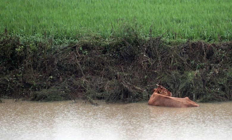 집중호우로 침수 피해를 본 전북 남원시 송동면 한 축사 근처 웅덩이에 소 한 마리가 빠져 있다. 연합뉴스