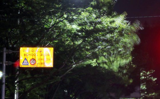 제8호 태풍 '바비'가 북상한 26일 오후 전남 목포시의 가로수가 바람에 흔들리고 있다. 연합뉴스