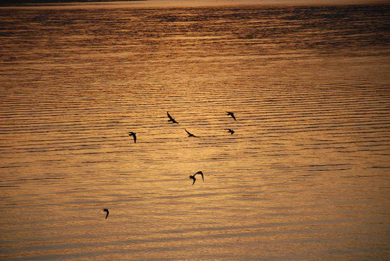해가 질 무렵, 갈릴리 호수 위를 새들이 날고 있다. 갈릴리 호수는 바다라고 불릴만큼 넓다. 갈릴리=백성호 기자