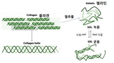 가열에 의해 콜라겐 가닥이 풀리면서 용해됐다가 식으면 굳는다. [자료 이태호]