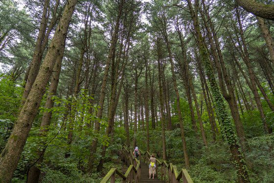 삼림욕 하기 좋은 가평 잣향기푸른숲. 산책로에 들면 20m 높이의 잣나무가 사방을 에워싼다.