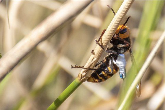 위치추적기를 부착한 장수말벌. AP=연합뉴스
