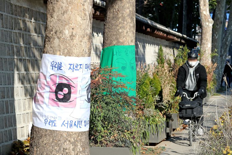 덕수궁 돌담 플라타너스 . 최정동 기자