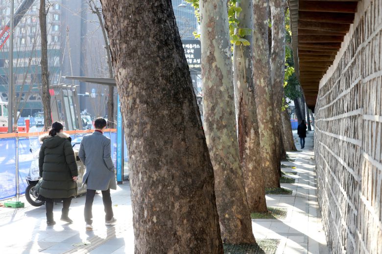 덕수궁 돌담과 나란히 줄지어 선 플라타너스. 50년이 넘은 이 나무들이 서울시가 추진하는 세종대로 보행환경 개선사업에 의해 잘려나갈 위기를 맞고 있다. 최정동 기자