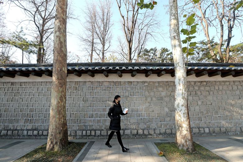 덕수궁 돌담 플라타너스를 사랑하는 시민이 아주 많다. 최정동 기자