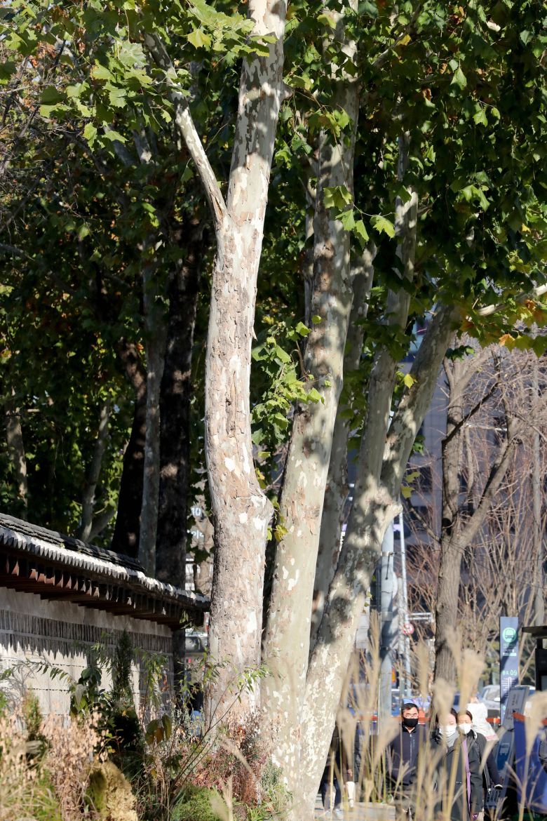 계절이 겨울인데도 덕수궁 돌담의 플라타너스는 푸른 색을 잃지 않았다. 여름이면 폭염의 거리에 시원한 그늘을 드리운다. 최정동 기자