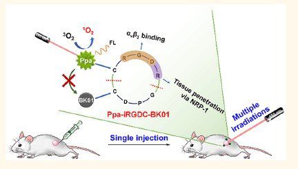 광민감제를 한번만 투여하면 2~4주간 광치료를 반복 시행할 수 있는 치료제가 국내 연구진에 의해 개발됐다. 연구진은 생쥐 실험을 통해 광민감제의 효능을 확인했다. [KIST 제공]