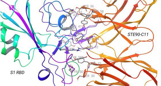 영국 변종 바이러스의 스파이크 단백질과 항체의 결합. 왼쪽은 스파이크 단백질의 수용체 결합 부위(RBD)를, 오른쪽은 단일 클론 항체로 개발 중인 STE90-C11을 나타낸 것이다. 중간 아래 녹색 원으로 표시된 부분은 RBD의 501번째 아미노산으로 STE90-C11 항체가 결합하는 부위다. 자료: 미 텍사스대학 필립 프라테프 박사