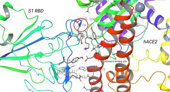 영국 변종 바이러스와 사람 수용체의 결합. 왼쪽 S1 RBD는 바이러스 스파이크 단백질의 수용체 결합 부위를 말하며, 오른쪽 hACE2는 사람의 수용체인 앤지오텐신 전환 효소2를 말한다. 가운데 붉은색 원은 RBD의 501번째 아미노산인 타이로신(Tyr)의 위치를 표시한 것이다. 자료: 미 텍사스대학 필립 프라테프 박사