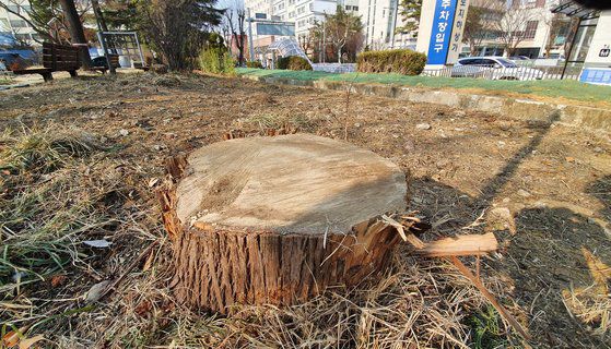 대전시가 대전 중구 선화동 옛 충남도청사 리모델링 과정에서 향나무 128그루를 무단 제거해 논란을 빚고 있다. 프리랜서 김성태