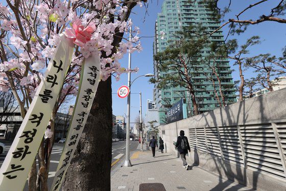 문재인 대통령이 윤석열 검찰총장 면직안을 재가한 지난 5일 시민들이 서울 서초구 윤 전 총장 자택 앞에 보낸 벚꽃 나무. 뉴스1