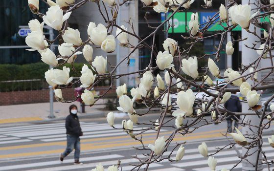 7일 부산 동래구에 목련이 핀 모습. 송봉근 기자
