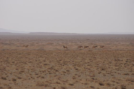 몽골 초원과 야생마. 2014년 촬영. 강찬수 기자
