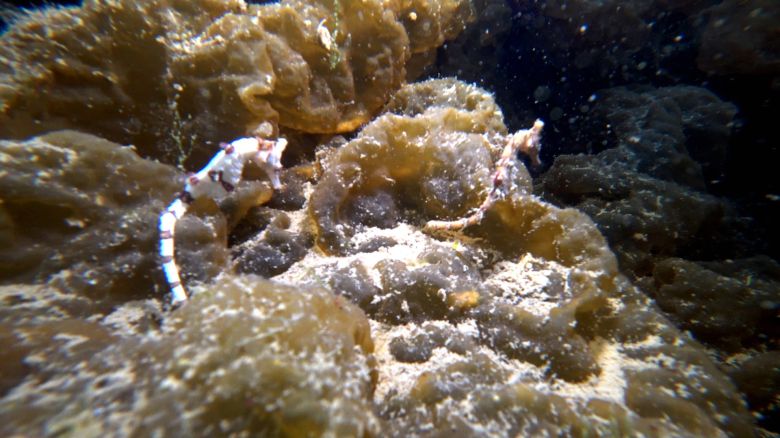 통영 한려해상국립공원 바닷 속에 해마 한 쌍이 있다. 천권필 기자