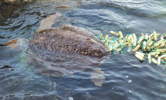 19일 경남 거제시 남부면 갈곶리 바람의 언덕 근처 바닷가에서 폐그물에 걸린채 발견된 바다거북. 근처에서 프리다이빙을 하고 있던 박성제 씨가 이 거북이를 발견해 그물을 끊고 구조 후 바다로 돌려보냈다. 연합뉴스