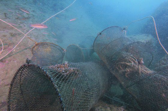 다도해해상국립공원 소삼부도 인근 바다에 버려진 유령 어구에 문어 등이 갇혀 있다. 국립공원을지키는시민의모임