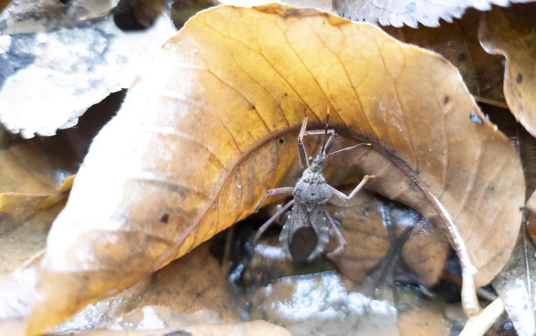 왕침노린재 수컷(왼쪽)과 암컷(오른쪽). 암컷의 배가 수컷보다 넓고 통통하다.