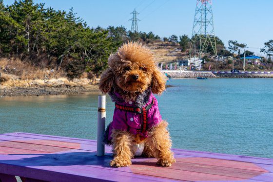 퍼플섬 여행자의 필수품은 보라빛 의상과 소품이다. 퍼플섬에서 만난 강아지 역시 보랏색 옷을 입고 있었다. 백종현 기자