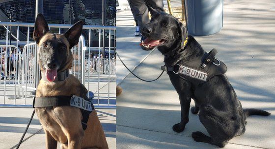 BTS 라스베이거스 공연이 열리는 얼리전트 스타디움 주변을 지키는 폭발물 탐지견들. 김정연 기자