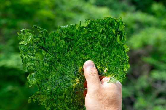 삼척 근덕면 소한계곡에서 자생하는 민물김. 맛과 모양에서는 재래김과 큰 차이가 없다.