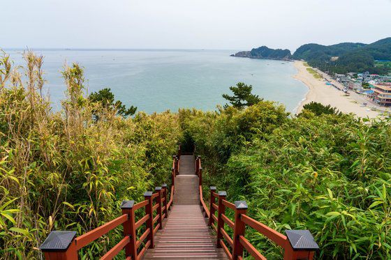 덕봉산 정상에서 내려다본 덕산해변. 정상부는 대나무로 우거져 있다.