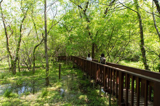 ‘지역여행 프로그램’을 운영하는 전북 고창 운곡습지. [중앙포토]