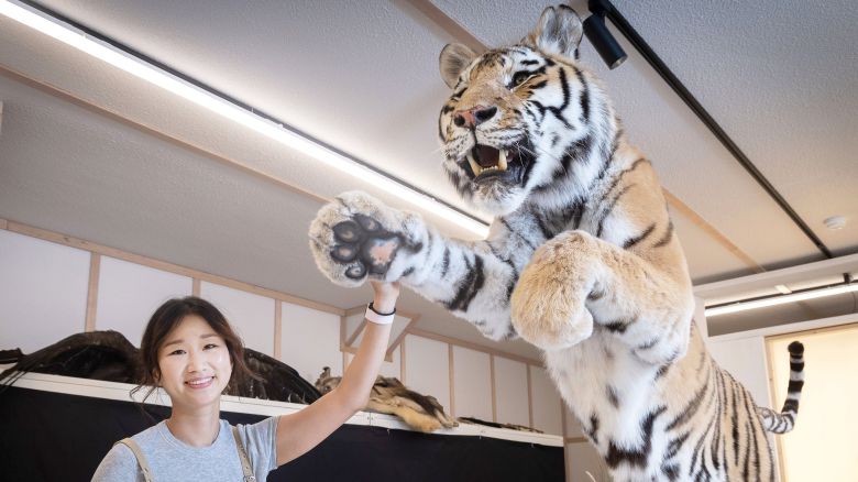 지난 2018년 자연사한 호랑이 코아는 동물원에서 가장 잘생긴 호랑이로 불렸었다. 윤 박제사의 손끝에서 다시 용맹함을 찾은 코아의 모습은 수장고에서 만나 볼 수 있다. 장진영 기자