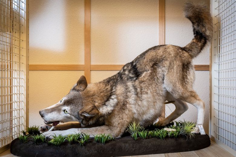 현재 작업중인 눈표범(설표). 장진영 기자