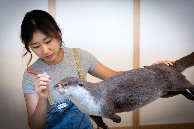 북한에서 선물로 서울대공원에 온 개스냥이. 뼈다귀를 물고 노는듯한 장난스런 모습으로 기록했다. 장진영 기자