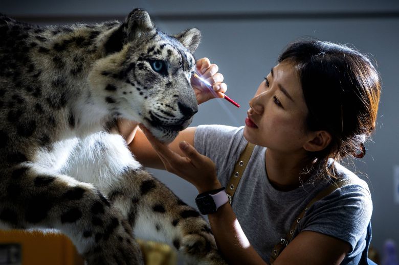 윤 박제사가 눈표범 박제를 재현하기 위한 미니 마네킹을 보이고 있다. 전체적인 작업전에 작은 사이즈로 대략의 작업 모습을 유추한다. 장진영 기자