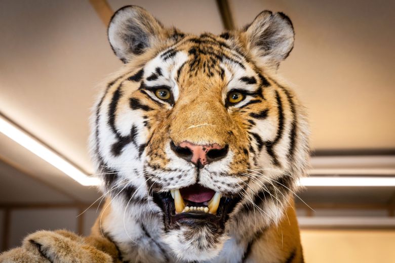 마네킹 모형 작업중인 윤 박제사. 장진영 기자