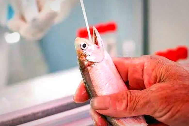 생선에 대한 코로나19 검사를 하고 있는 검역 요원들. 사진 Taihai Net 캡처