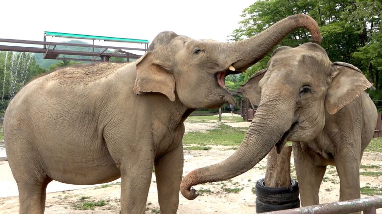 서울대공원 코끼리 수겔라(왼쪽), 희망이(오른쪽)가 물놀이를 한다.왕준열PD