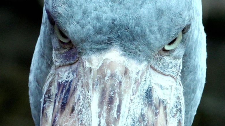 슈빌이라는 이름은 넓적하고 커다란 부리가 신발을 닮았다고 해서 지어졌다.