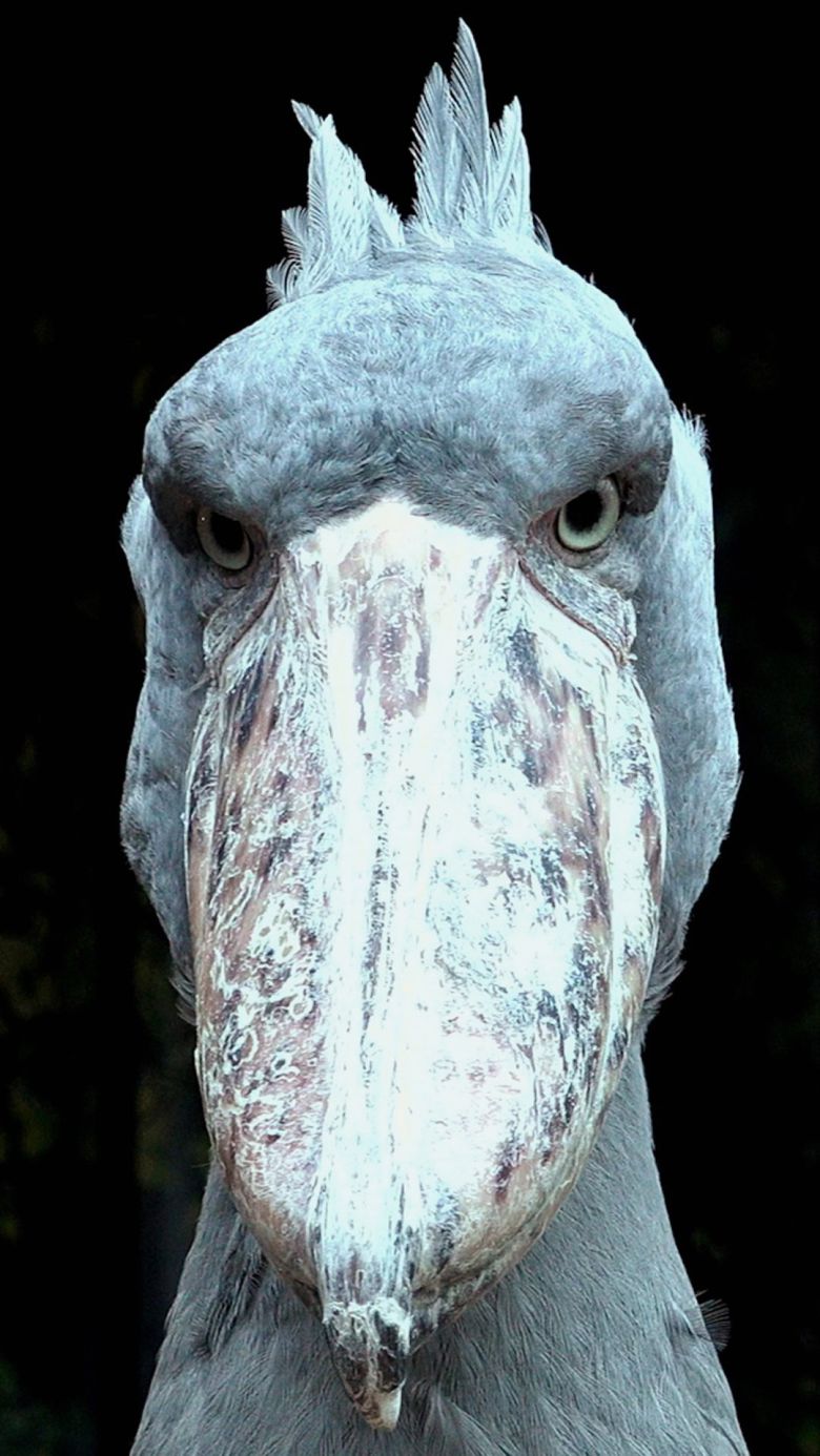 아라마루 아쿠아리움에 사는 수컷 '빌'이 날개를 활짝 펴고 걸어가고 있다.