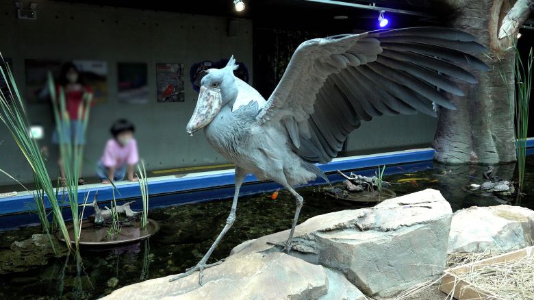 카메라를 늠름하게 응시하는 슈빌.