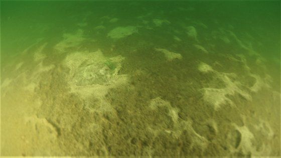 진해만에서 빈산소가 발생하는 면적이 확대되고 있다. 위에서부터 1998년과 1993년, 2010년 8월 빈산소 발생 해역. 김일남 교수 연구팀 제공