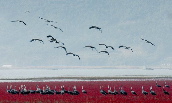 내년 4월 순천만국가정원 앞 농경지에 조성될 100㏊ 규모의 경관조경 조감도. 튤립 150만본과 유채꽃 등을 이용해 100년 전 순천만의 모습을 형상화한 콘셉트다. 사진 순천시