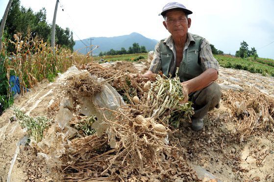 2016년 8월 23일 연일 계속된 폭염과 극심한 가뭄으로 인해 충남 논산시 상월면 들녘에서 한 농부가 제대로 열매 맺지 못한 땅콩을 들어보이고 있다. 김성태 기자