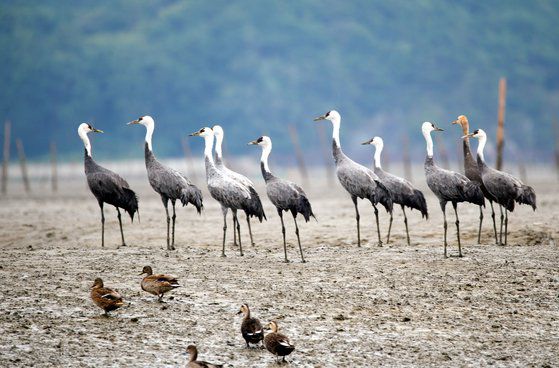 순천만을 찾은 흑두루미. 중앙포토