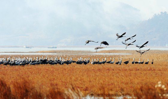 순천만국가정원 내 호수정원에서 불꽃놀이가 열리고 있다. 사진 순천시