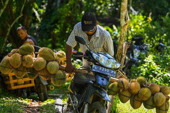 인도네시아 농장에서 자란 두리안. AFP=연합뉴스