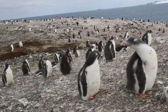 남극 펭귄마을의 젠투펭귄 무리. [중앙포토]