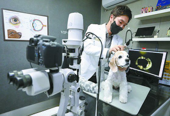 서울 성북구의 한 동물병원에서 수의사가 반려동물을 진찰하고 있다. 뉴스1