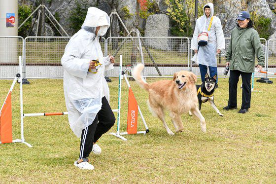 지난 14일 강원도 원주시에서 열린 제1회 반려동물 문화행사에서 참가자가 반려견과 함께 즐거운 시간을 보내고 있다. [연합뉴스]