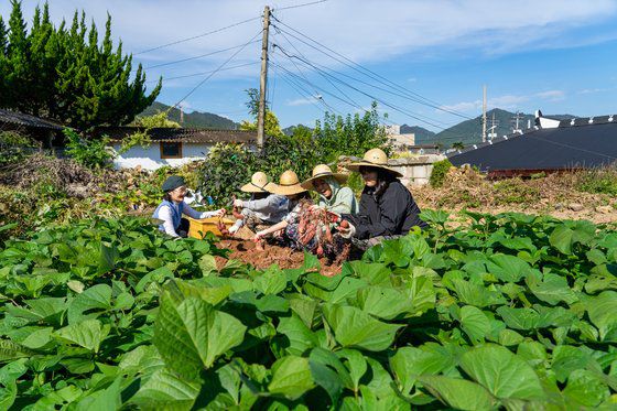 농가에서 현지인과 먹고 자고 놀며, 지역을 체험하는 ‘강진에서 일주일 살기’가 인기를 끌고 있다. 읍내 ‘힐링하우스’의 고구마 캐기 체험 모습.