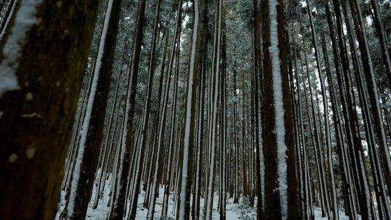 안개 짙은 날 제주 숲에서 어미 말과 아기 말을 만난 모습이다. 사진 엠라인디스트리뷰션