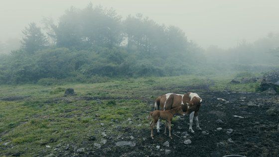 시우군에게 시는 "일기같이 편한 것, 제 인생을 바꾼 것"이다. 사진 엠라인디스트리뷰션
