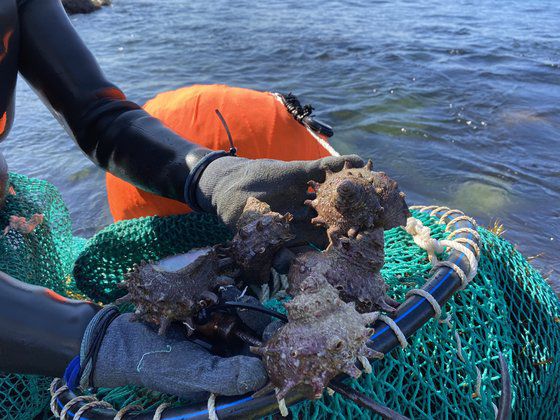제주시 도두동의 해녀가 잡아낸 뿔소라. 최충일 기자