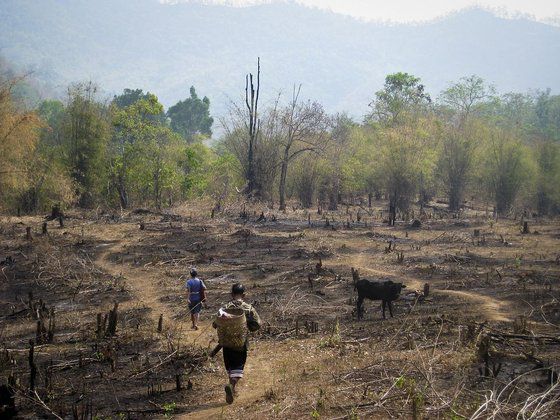 타일랜드 치앙마이 부근의 화전(火田). 집약화 이전 초기 농업의 전형적 형태였다.